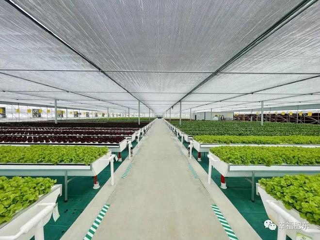 全省首批！肥東縣引領現代化蔬菜種植新篇章
