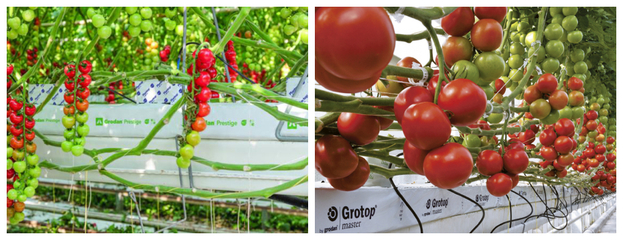 荷蘭模式巖棉栽培技術 現代蔬菜種植的高效革新