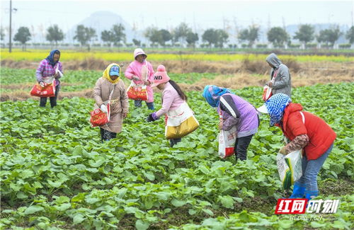 道縣蔬菜種植忙，綠色通道保供大灣區(qū)